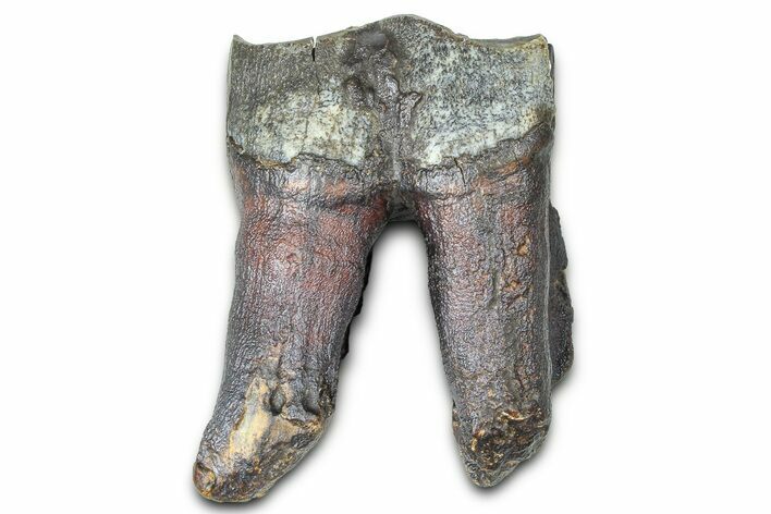 Fossil Woolly Rhino (Coelodonta) Tooth - Siberia #370969